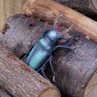 toy beetle